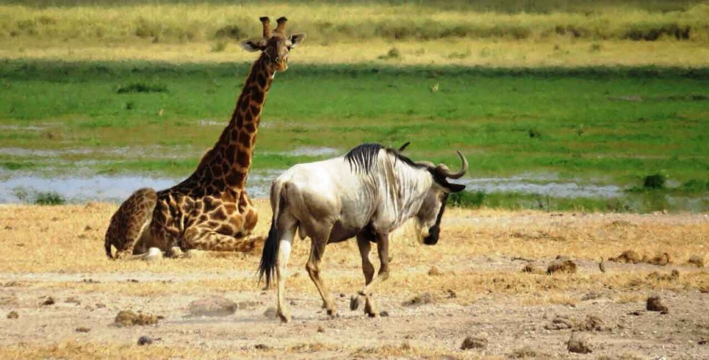 Giraffe-Amboseli-1024x521
