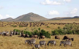 Masai_Mara_National_Reserve_042