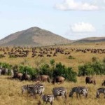 safari kudu tenerife