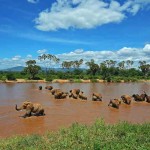 Elephants are pictured crossing the Ewaso Nyiro river in Samburu game reserve on May 8, 2013. UNEP goodwill ambassador and Chinese actress Li Bingbing was on an official visit in Kenya to highlight issues of Africa's poaching crisis. AFP PHOTO/Carl de Souza        (Photo credit should read CARL DE SOUZA/AFP/Getty Images)